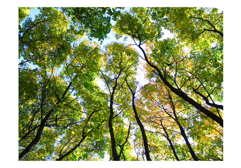 Fototapetes ar mežu - Skats uz kokiem