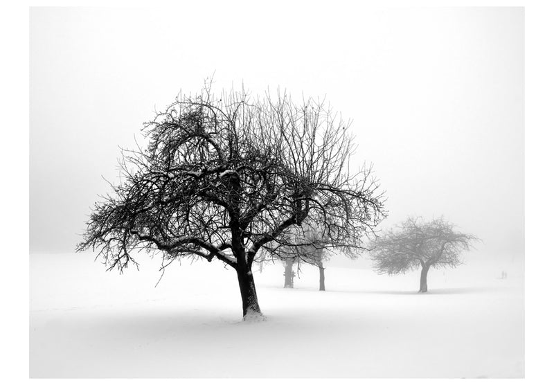 Fototapetes ar mežu - Koki Ziemā