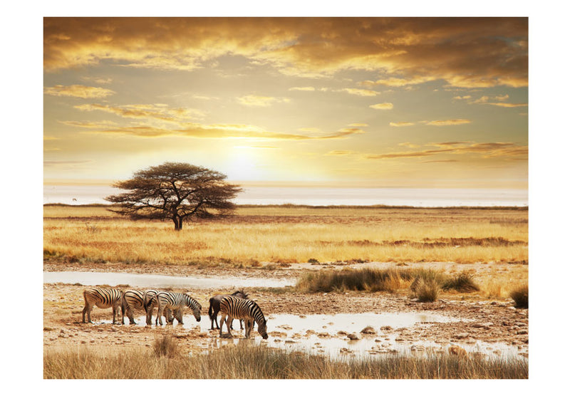 Fototapetes - Āfrikas zebras ap dzirdinātavu