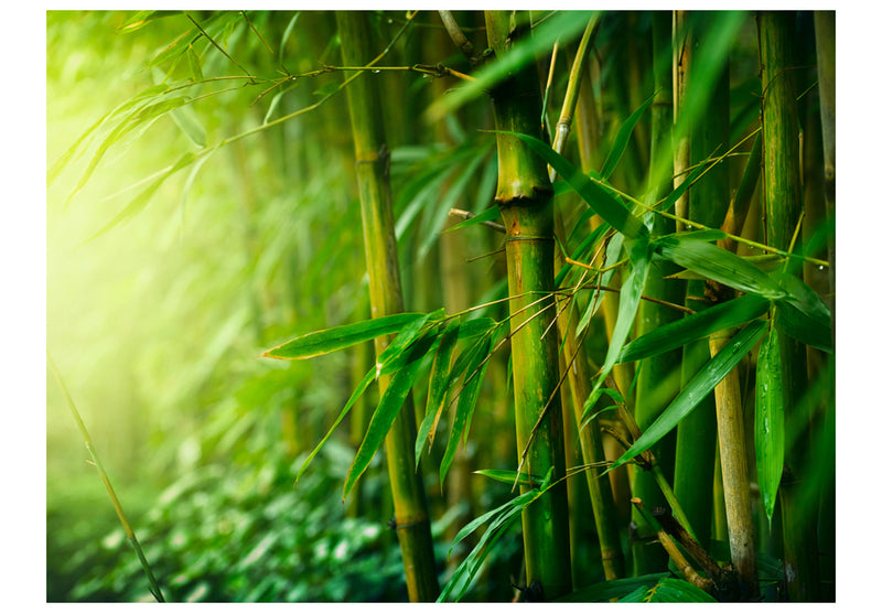 Fototapetes - Bambuss džungļos