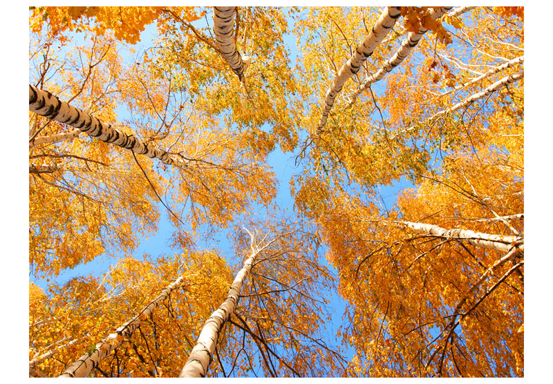 Fototapetes ar meža skatu - Rudens koku galotnes