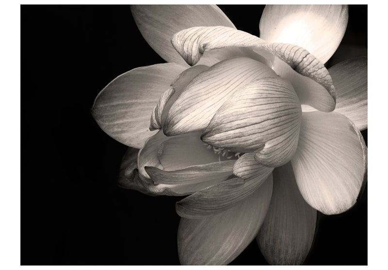 Fototapetes ar ziediem - Lotosa zieds