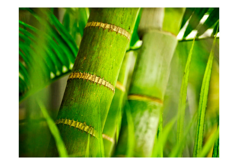 Fototapetes ar ziediem - bambuss - detaļa