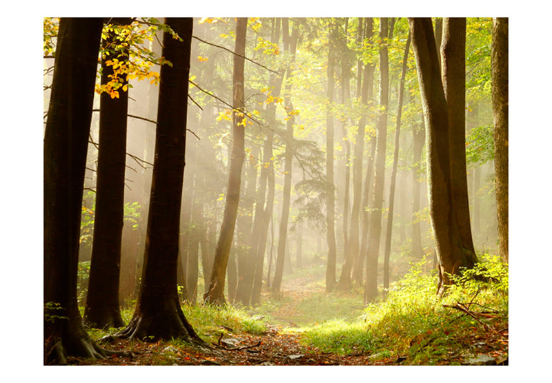 Fototapetes ar mežu - Noslēpumaina meža taka