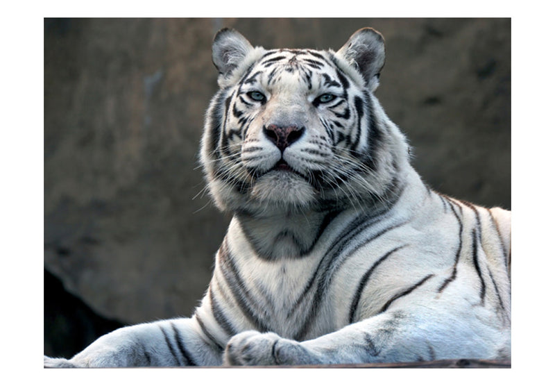 Fototapetes - Bengālijas tīģeris zoodārzā