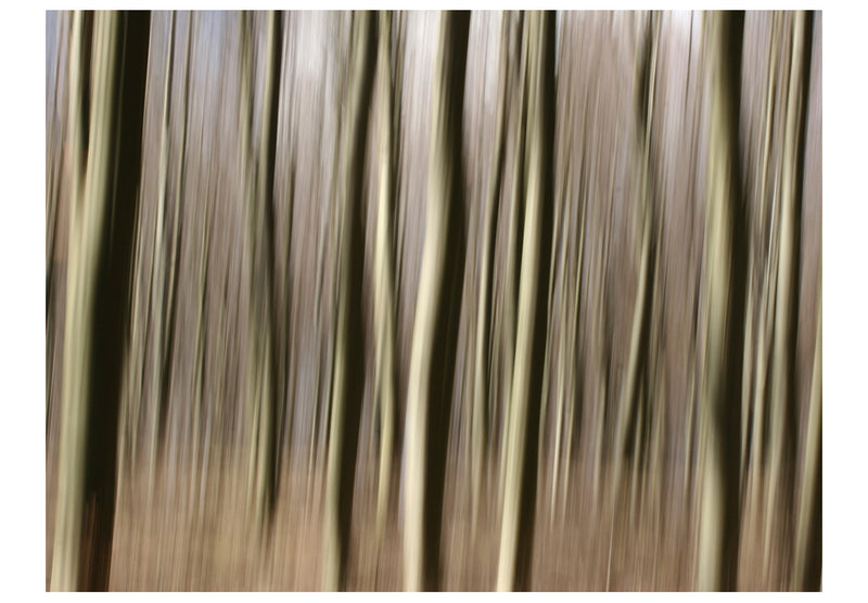 Fototapetes ar mežu - Mežs