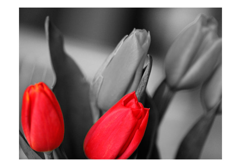 Fototapetes ar ziediem - Sarkanas tulpes uz melnbalta fona