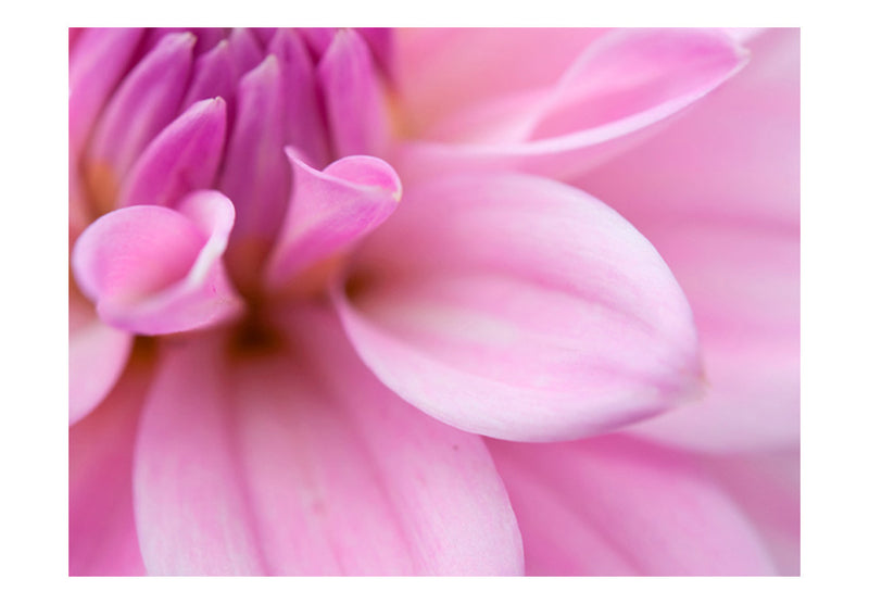 Fototapetes ar ziediem - Ziedu ziedlapiņas - dālija