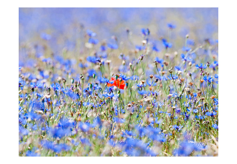Fototapetes ar ziediem - Debess krāsas pļava - rudzupuķes