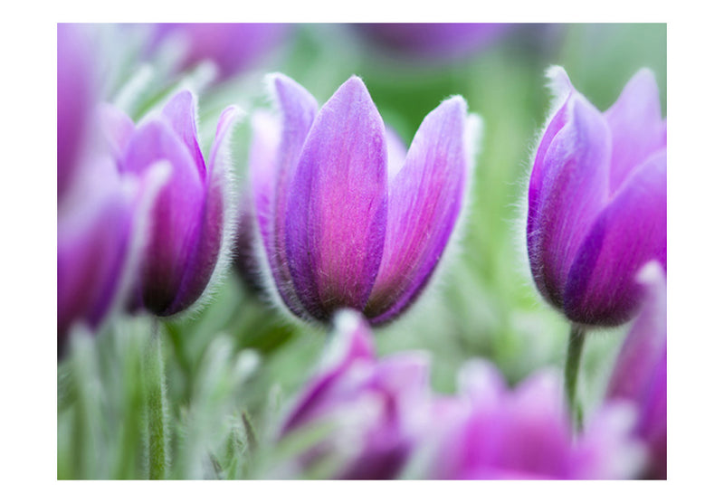 Fototapetes ar ziediem - Violetas pavasara tulpes