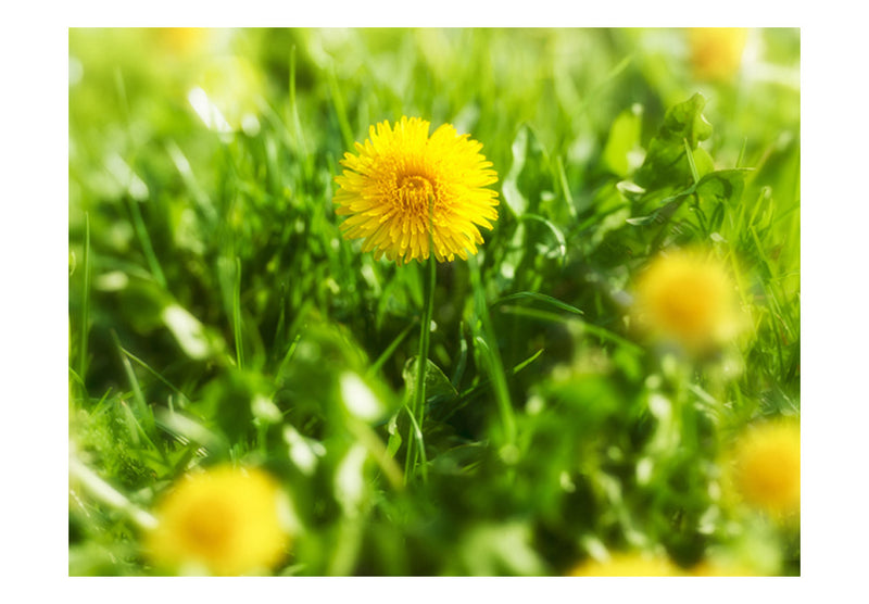 Fototapetes ar ziediem - Pieneņu ziedi