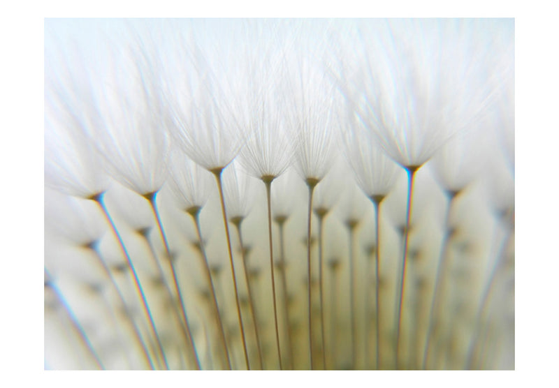 Fototapetes ar ziediem - Pieneņu mežs