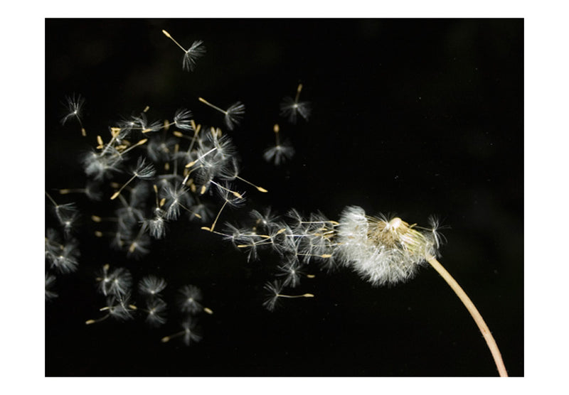 Fototapetes ar ziediem - Pieneņu sēklas, ko nes vējš