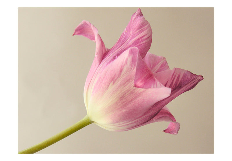 Fototapetes ar ziediem - Rozā tulpe