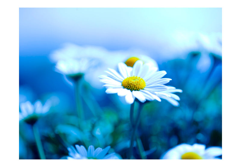 Fototapetes ar ziediem - Margrietiņa uz zilas pļavas