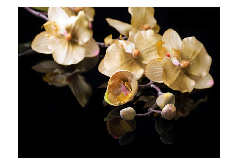 Fototapetes ar ziediem - Orhidejas ekru krāsā