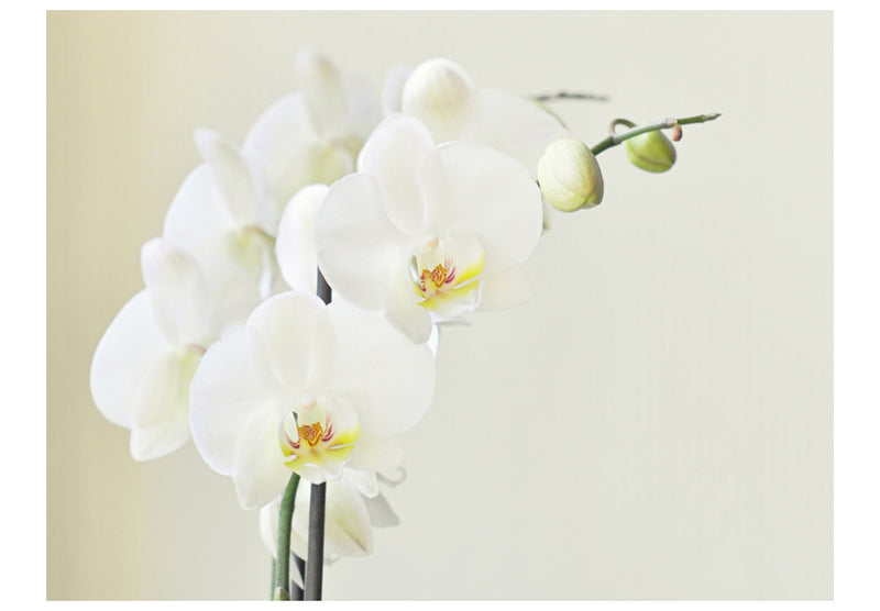 Fototapetes ar ziediem - Baltā orhideja