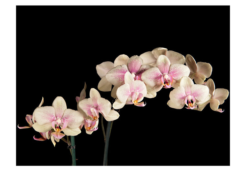 Fototapetes ar ziediem - Ziedoša orhideja
