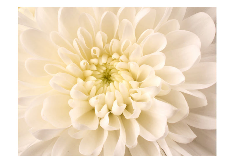 Fototapetes ar ziediem - Baltā dālija