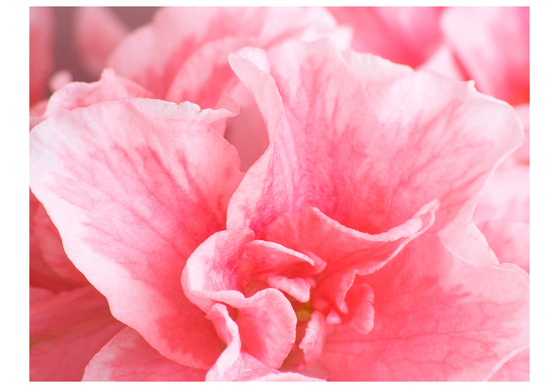 Fototapetes ar ziediem - Rozā azāliju ziedi