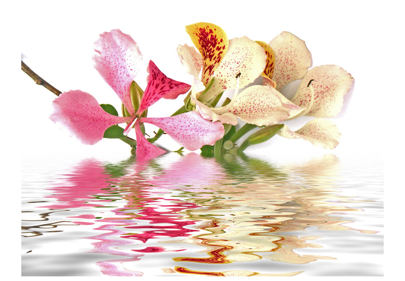 Fototapetes ar ziediem - Tropu puķes - orhideju koks (bauhīnija)