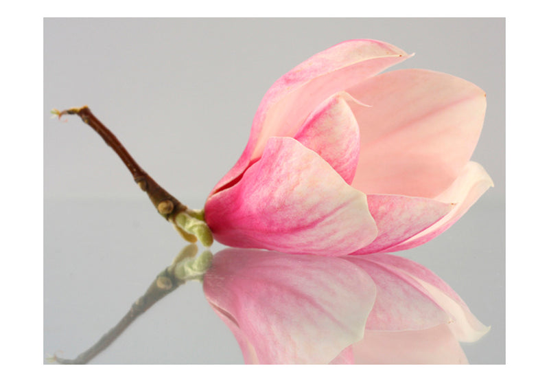 Fototapetes ar ziediem - Vientuļš magnolijas zieds