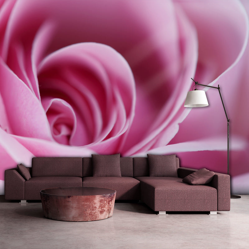 Fototapetes ar ziediem - Rozā roze