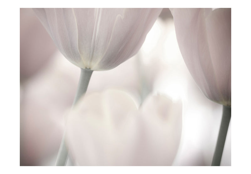 Fototapetes ar ziediem - Tulpju daiļums - melnbalts un balts