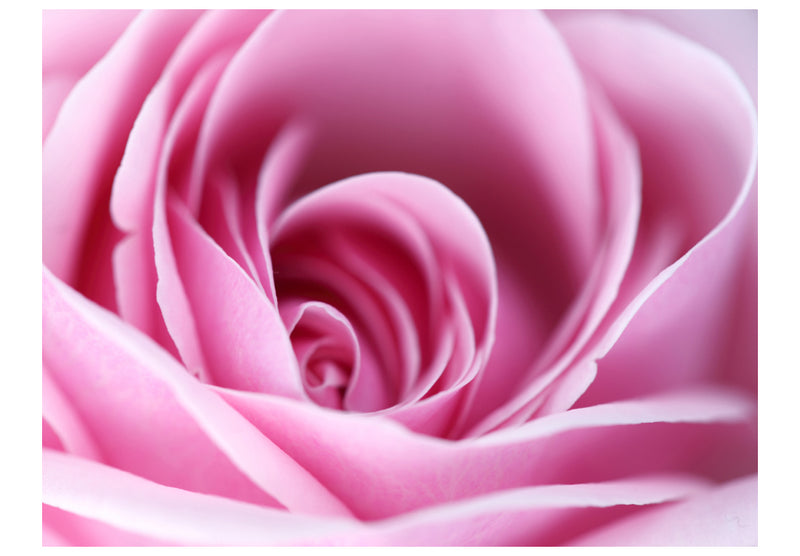 Fototapetes ar ziediem - Rozā roze