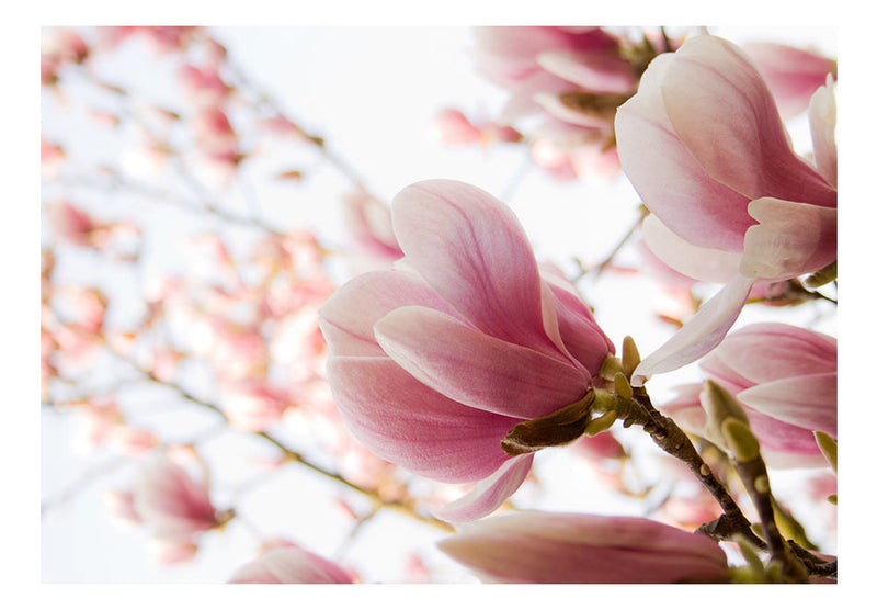 Fototapetes ar ziediem - Rozā magnolija