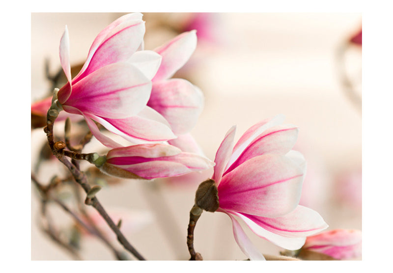 Fototapetes ar ziediem - Magnolijas zars