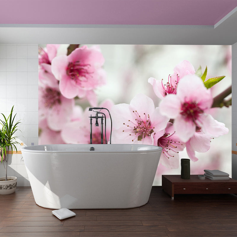 Fototapetes ar ziediem - Pavasaris, ziedošs koks - rozā ziedi