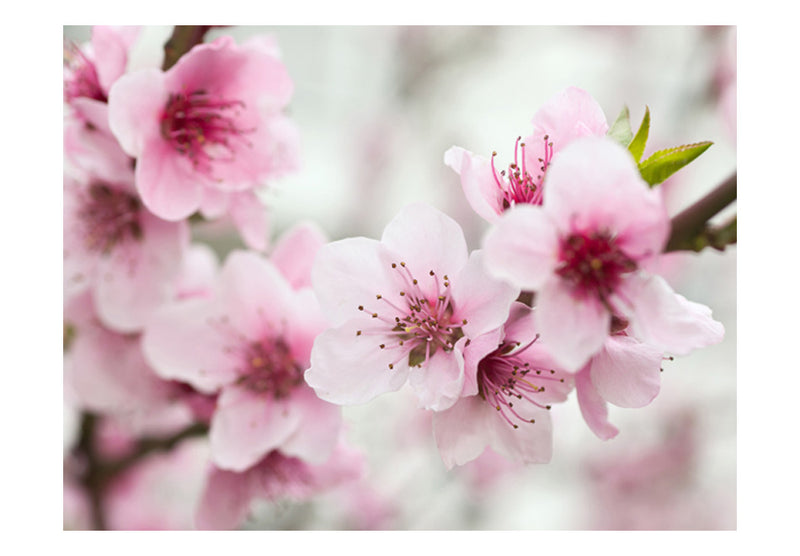 Fototapetes ar ziediem - Pavasaris, ziedošs koks - rozā ziedi