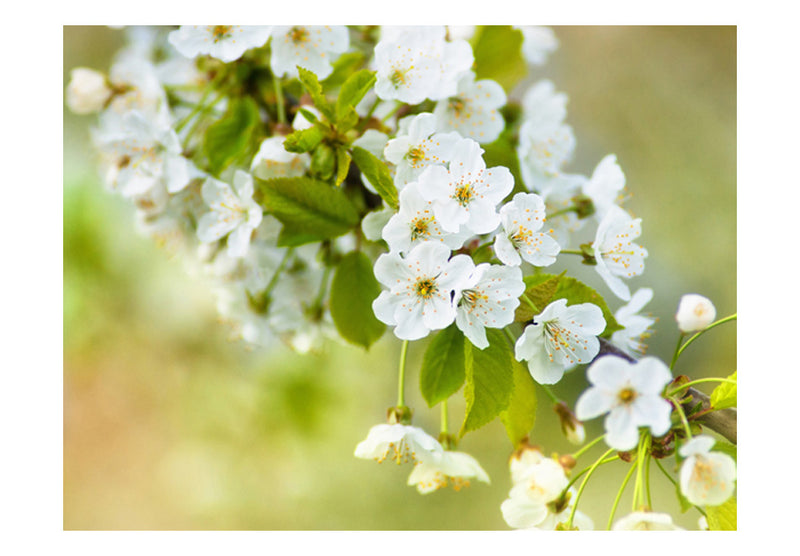 Fototapetes ar ziediem - Skaisti, maigi ķiršu ziedi