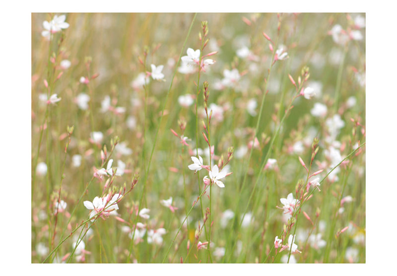 Fototapetes ar ziediem - Balti maigi ziedi