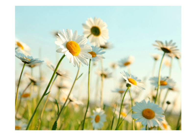 Fototapetes ar ziediem - Margrietiņas - pavasara pļava