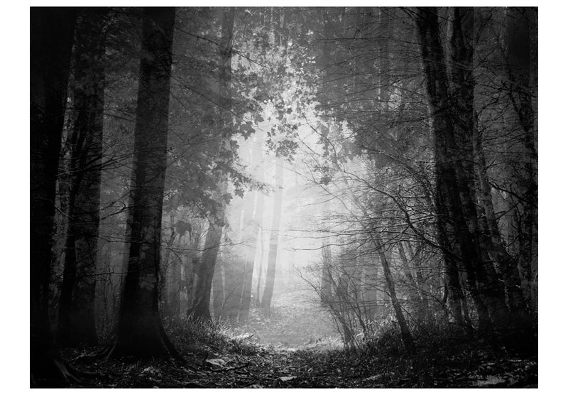 Fototapetes ar mežu - Ēnu mežs