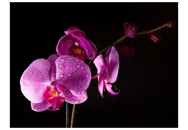Fototapetes ar ziediem - Stilīga orhideja