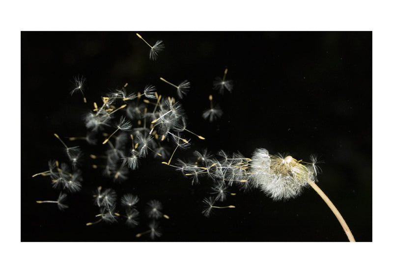 Fototapetes ar ziediem - Pieneņu sēklas, ko nes vējš