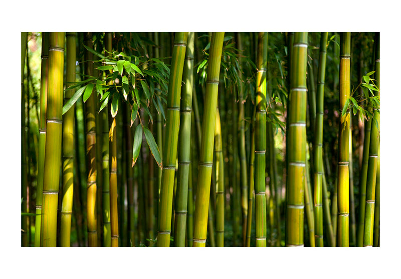 Fototapetes ar ziediem - Āzijas bambusa mežs