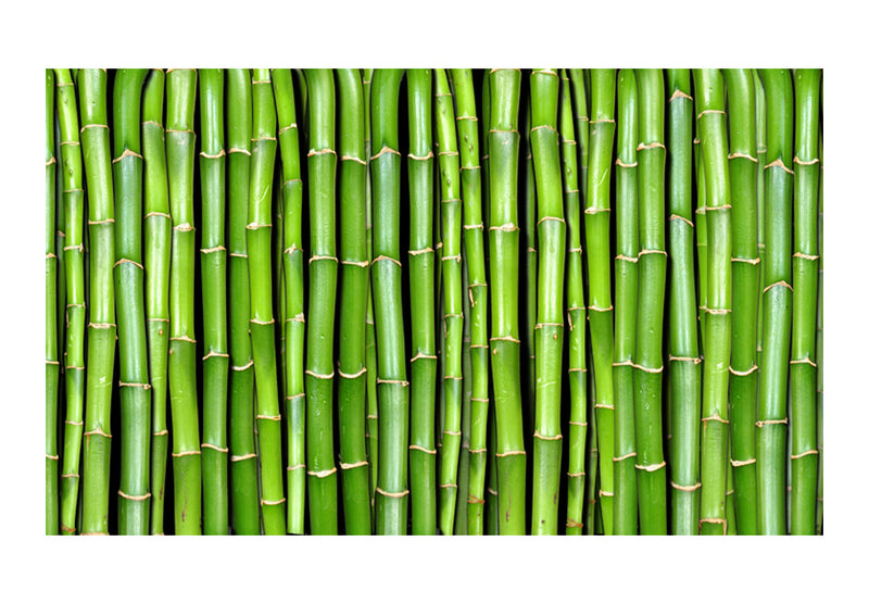 Fototapetes - Bambusa siena