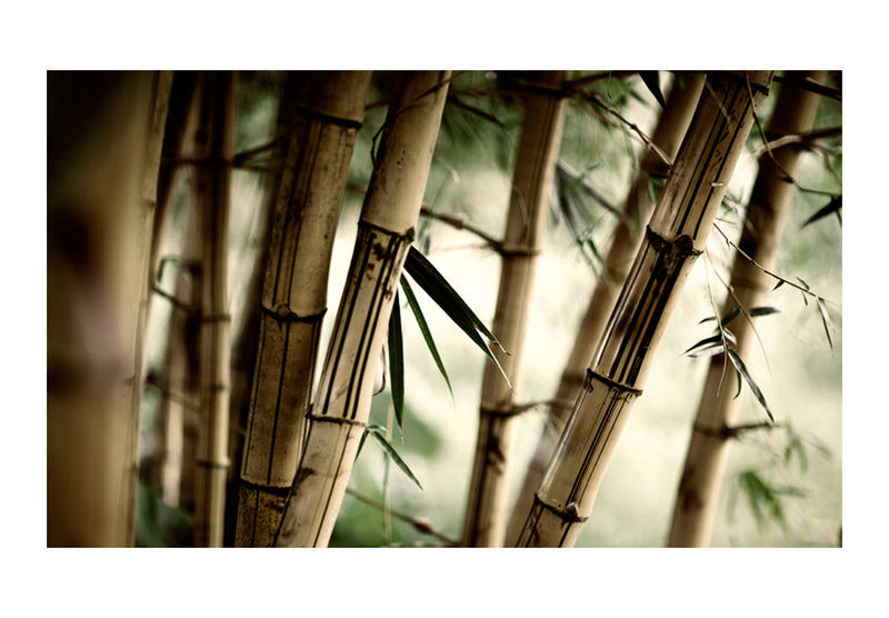 Fototapetes ar ziediem - Migla un bambusa mežs