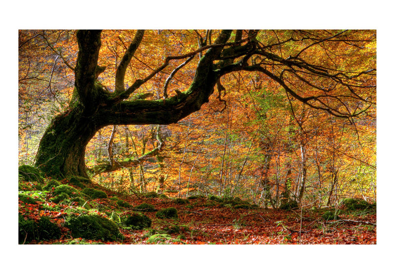 Fototapetes ar mežu - Rudens, mežs un lapas