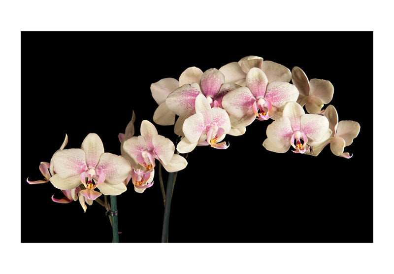 Fototapetes ar ziediem - Ziedoša orhideja