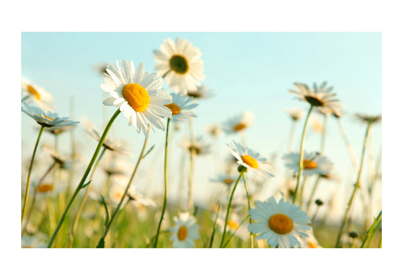Fototapetes ar ziediem - Margrietiņas - pavasara pļava