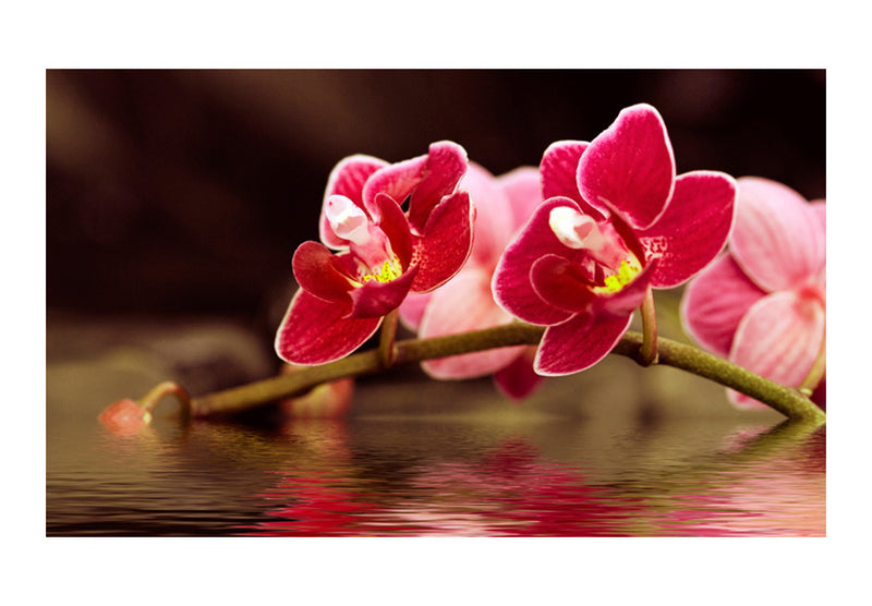 Fototapetes ar ziediem - Skaisti orhideju ziedi uz ūdens