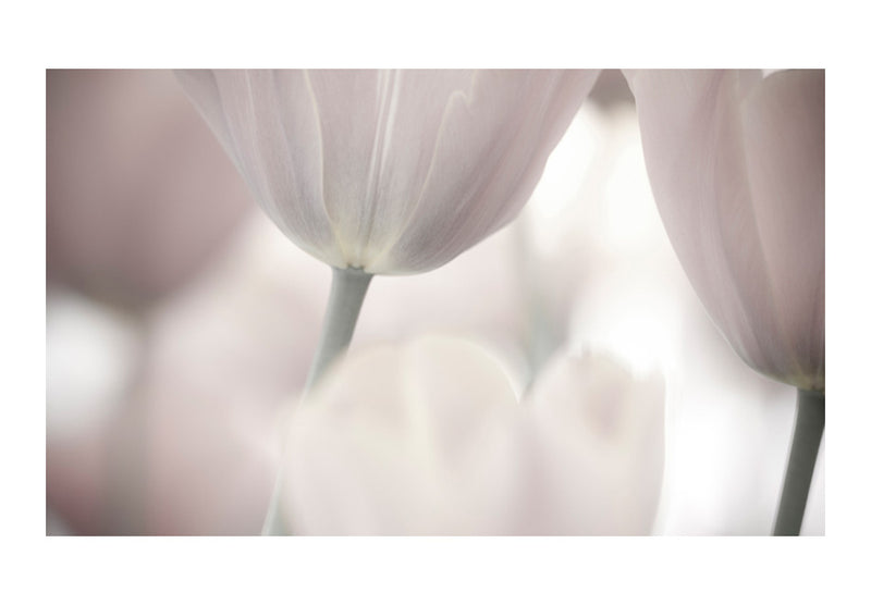 Fototapetes ar ziediem - Tulpes - melnbaltā māksla