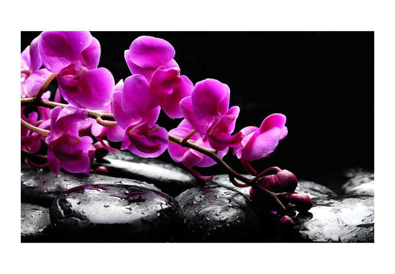 Fototapetes ar ziediem - Atpūtas brīdis - orhidejas zieds un akmeņi