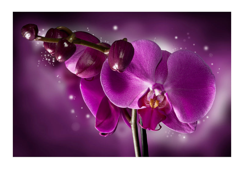 Fototapetes ar ziediem - Pasaka un orhideja
