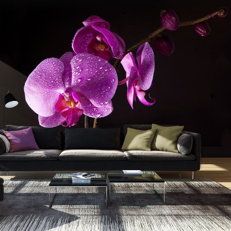 Fototapetes ar ziediem - Stilīgā orhideja
